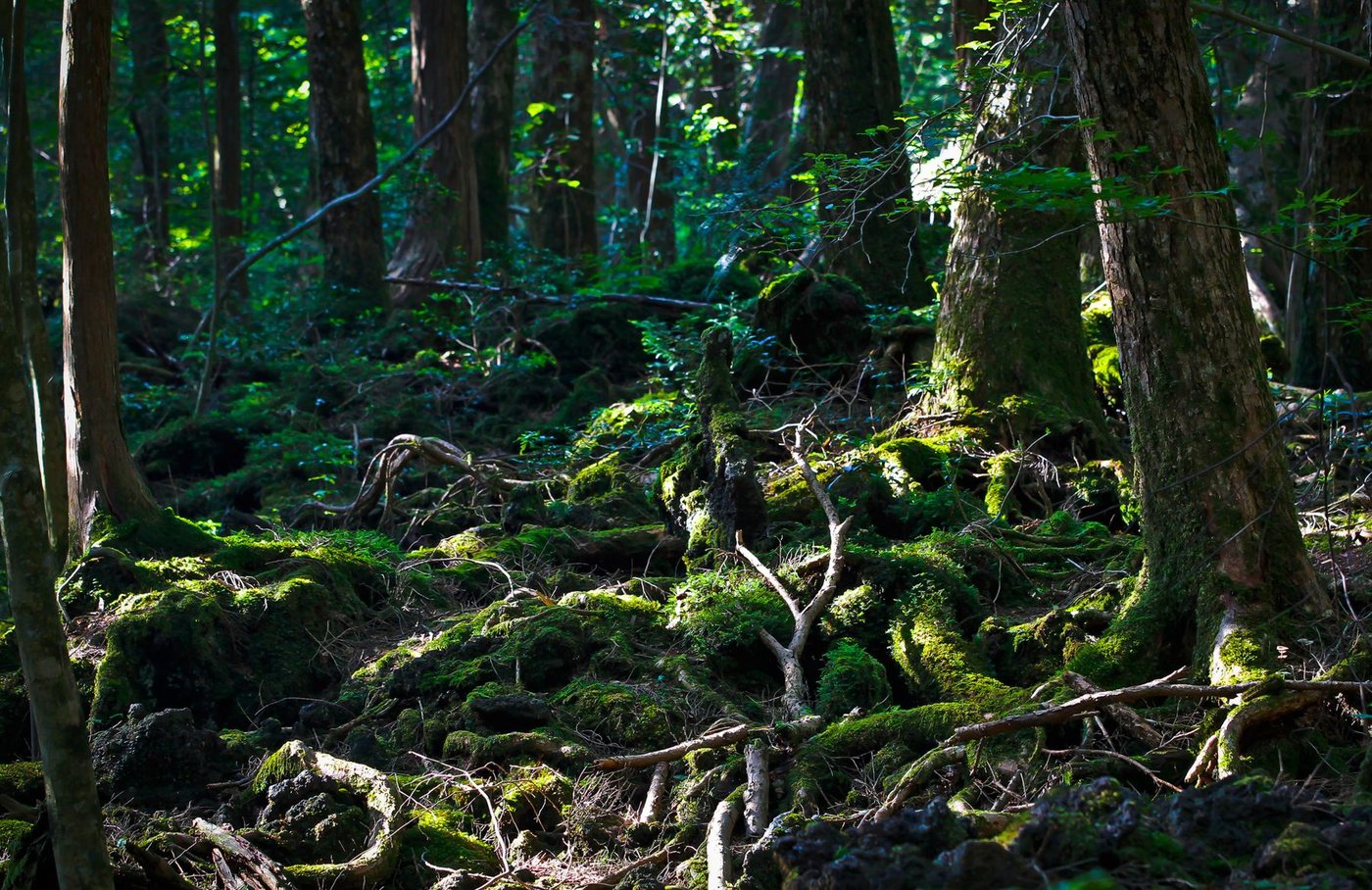 La dense forêt d'Aokigahara au pied du mont Fuji, la « mer d'arbres », au sol de lave couvert de mousse