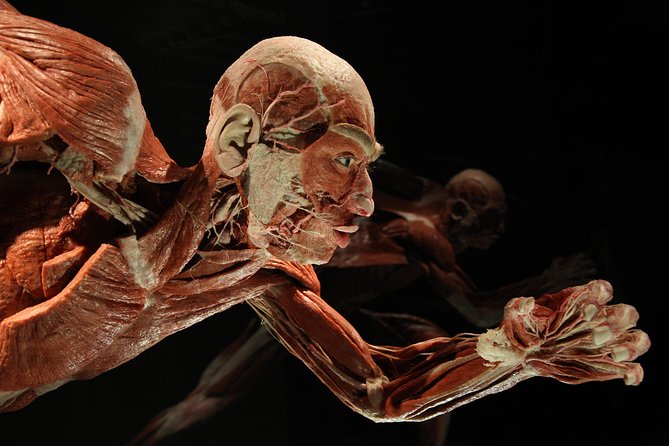 Un spécimen plastinié exposé au musée Body Worlds de Berlin, révélant l'intérieur du corps humain