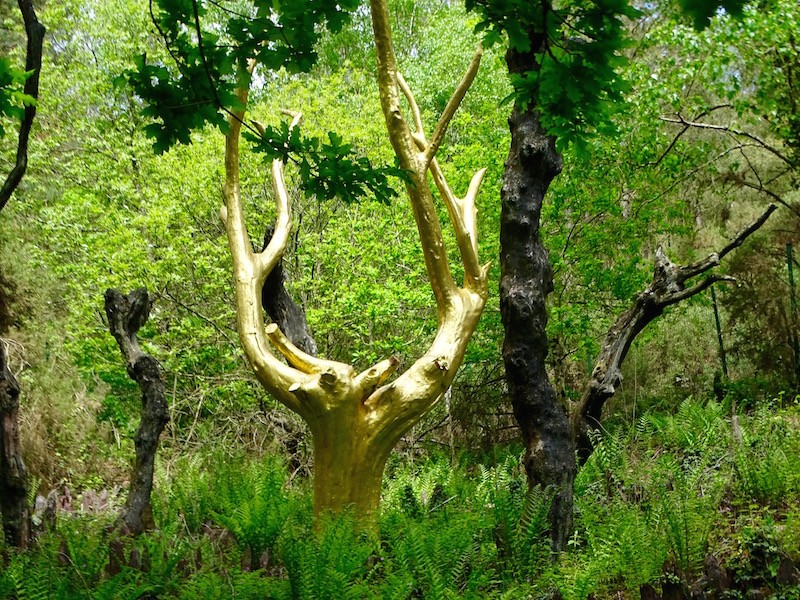 Sous-bois brumeux de la forêt de Brocéliande en Bretagne, lumière dorée entre les chênes