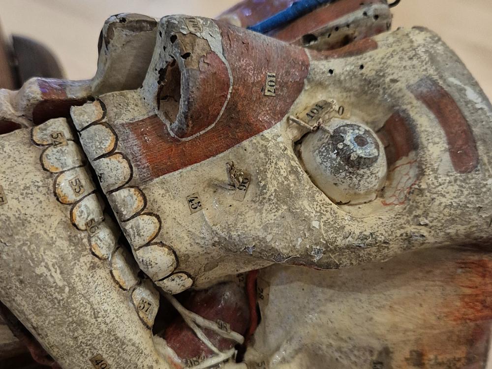 Un mannequin anatomique démontable en carton-pâte du Dr Auzoux, exposé au musée de l'Écorché d'Anatomie du Neubourg en Normandie
