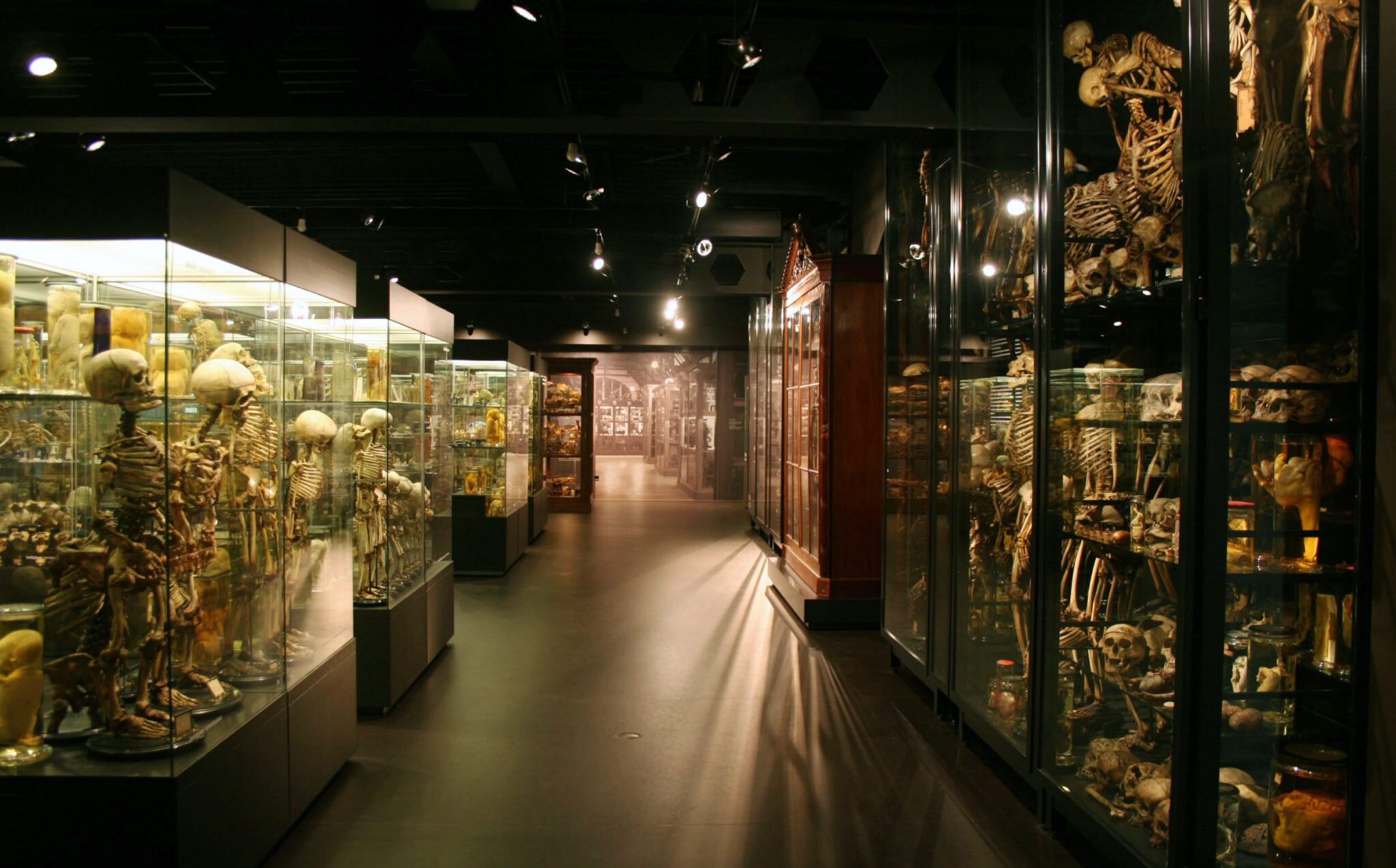 Vitrines de spécimens anatomiques et de squelettes du Musée Vrolik, à Amsterdam